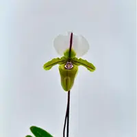 Paphiopedilum spicerianum