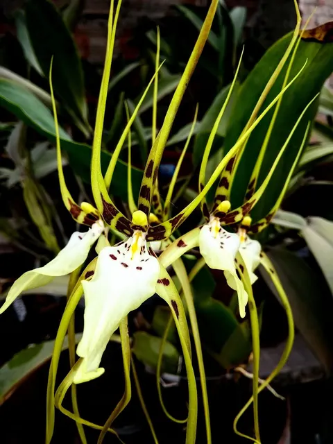 Brassia Aunty Diana Aki