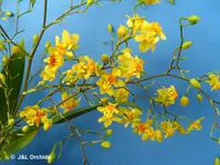 Oncidium Twinkle 'Oro', in spike