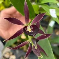 Guarechea (Guarechea) Black Comet 'Indigo Blue' 3.0" Fragrant