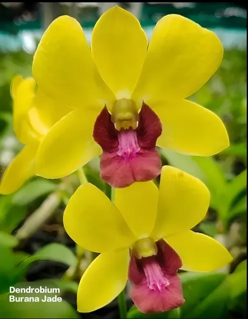 Dendrobium 4 Burana Jade (Dendrobium)