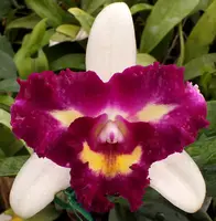 Blc. Chyong Guu Linnet 'Smile' AM/AOS.