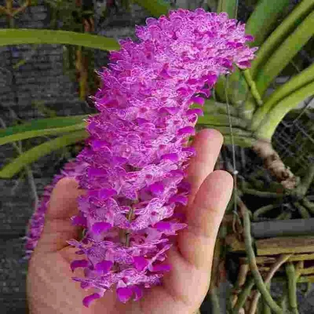 Rhyncostylis retusa 'Select' (Rhynchostylis)