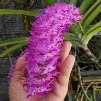 Rhyncostylis retusa 'Select'