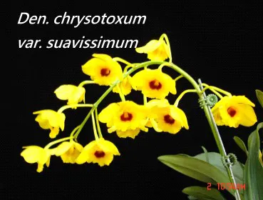 Dendrobium chrysotoxum (Dendrobium)
