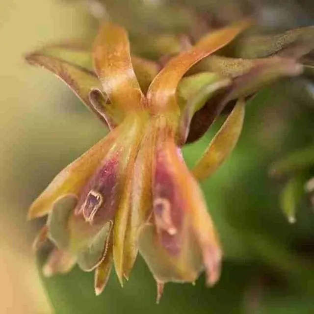 Epidendrum schlechterianum sp (Epidendrum)