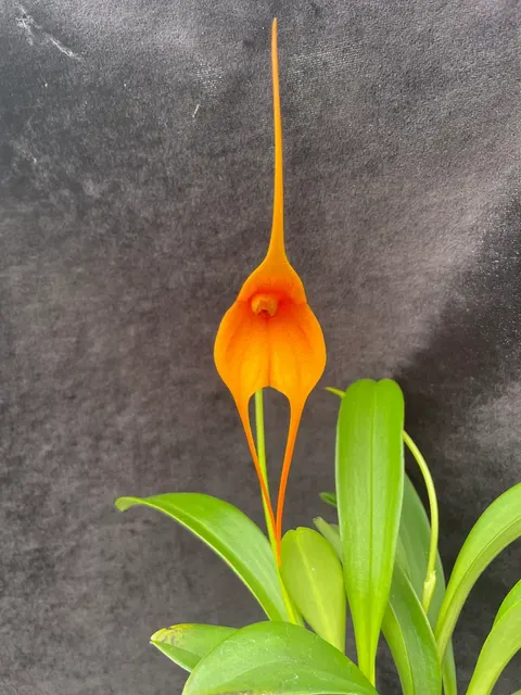 Masdevallia Royal Monarch 'Golden Glow'