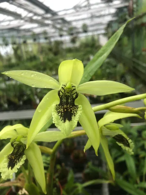 Coelogyne bufordiense