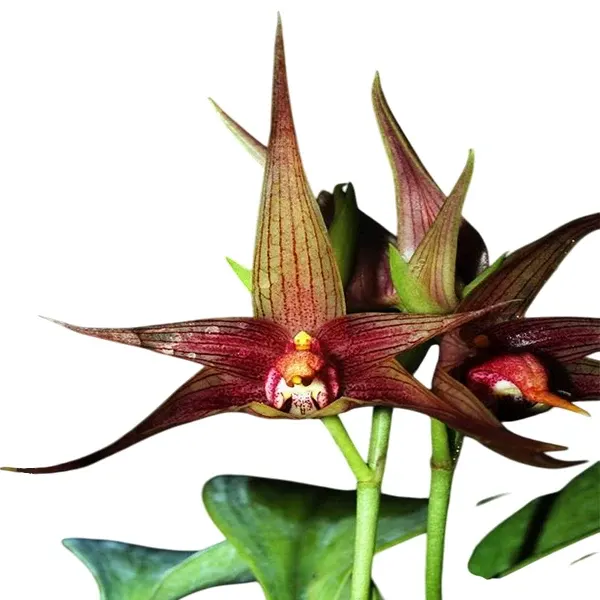 Bulbophyllum echinolabium × reticulatum (Bulbophyllum)