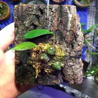 Bulbophyllum fonsflorum
