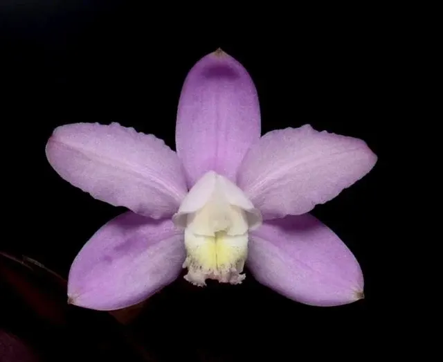 Cattleya kerrii var s 'Mother'