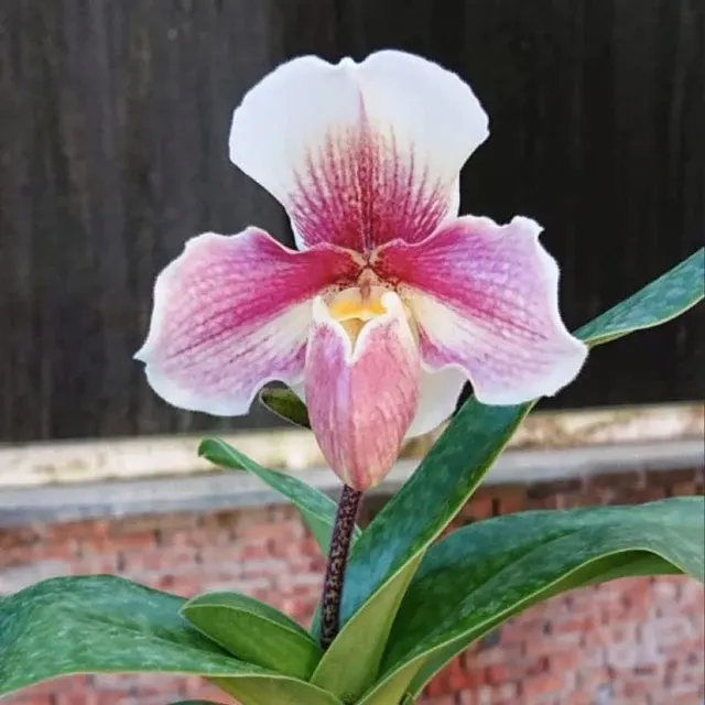 Paphiopedilum Niveum x Cocoa Sparkling 'Hunting'