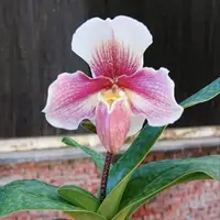 Paph. Niveum x Cocoa Sparkling Hunting
