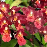 Howeara Lava Burst 'Puanani' bloom size Compact growing Oncidium clone. Multiple Beautiful red blooms