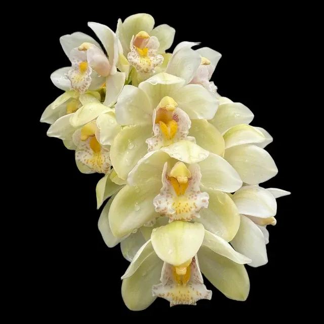 Cymbidium Sleepy Sarah