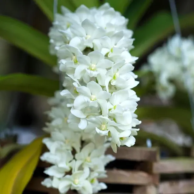 Rhynchostylis gigantea var alba