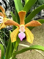 Trichovanda Redland Star