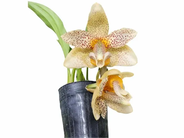 Stanhopea Eugene (Stanhopea)