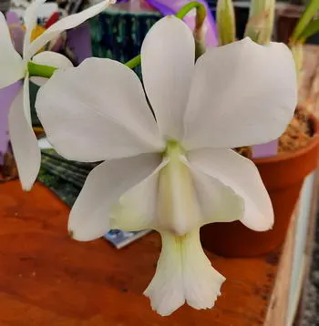Cattleya Angelwalker