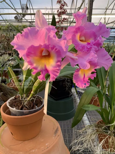 Brassolaeliocattleya Mahina Yahiro 'Ulii' (Brassolaeliocattleya)
