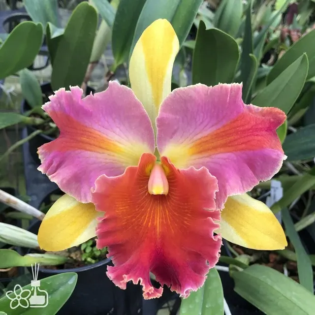 Rhyncholaelia Amazing Thailand 'Rainbow'