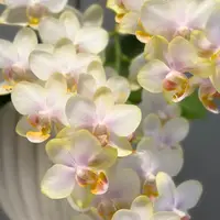 [Bare-root][AS-IS Import] Phal. San Juan 祥雲 [2.4" NBS] [Jun Preorder 26]