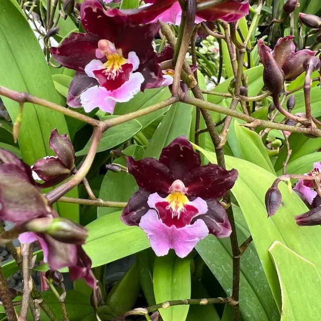 Oncidium Guann Shin Sakura (Oncidium)
