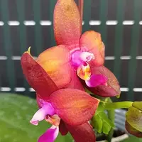 Phalaenopsis Meidarland Kaiulani 'Red Girl' 2.5" Fragrant