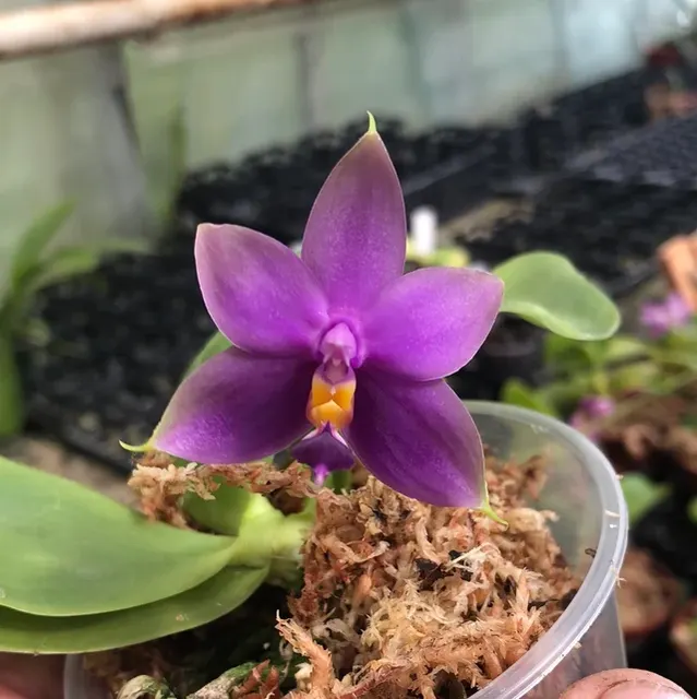 Phalaenopsis SAMERA 'blue'