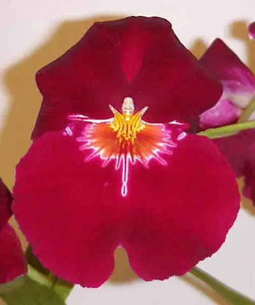 Miltoniopsis Bert Field 'Eileen' (Miltoniopsis)