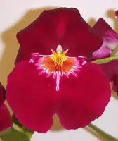 Seedlings, Miltoniopsis Bert Field 'Eileen' Shipping Included
