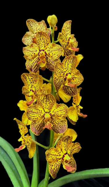 Vanda Suwannaphum Butterfly 'Dazzling Treasure' (Vanda)