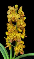 Vanda Suwannaphum Butterfly 'Dazzling Treasure' AM/AOS
