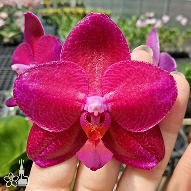 Phalaenopsis Mituo King