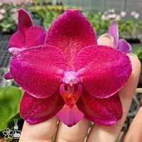 [Bare-root] #PA# Phal. Mituo King 'Big Pink' 彌陀王 '大粉' [2.8" BS][Sept in stock 26]