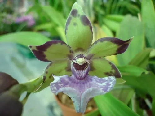 Zygonisia GLETSCHERWASSER