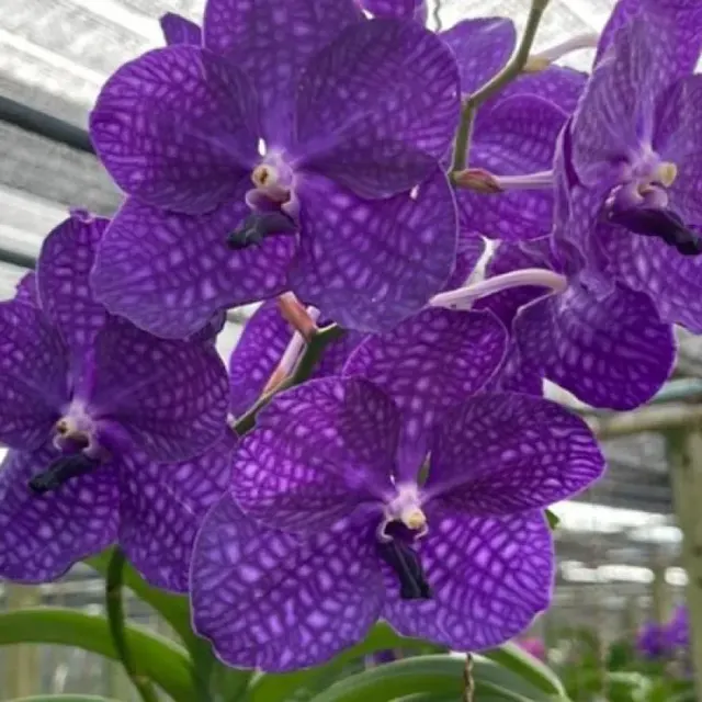 Vanda Mae Klong Blue (Vanda)