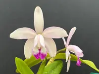 Cattleya intermedia multiforme ‘Olompali’s Fred’ - Blooming size division