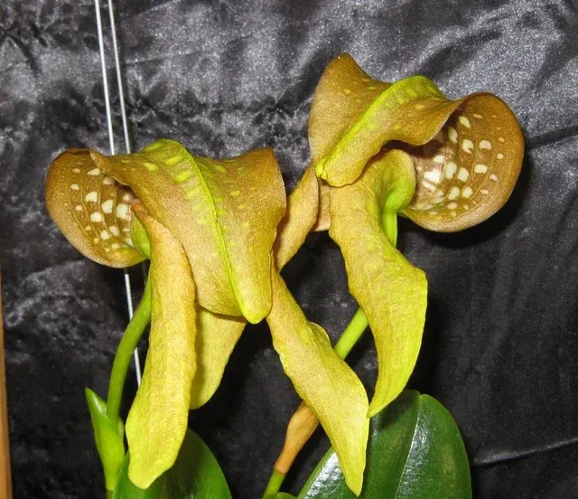 Bulbophyllum Burfordiense (Bulbophyllum)