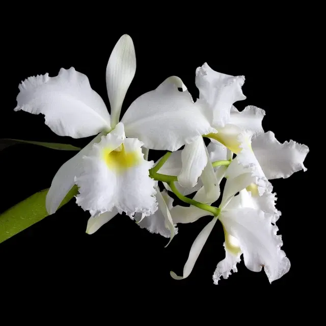 Cattleya warscewiczii var alba