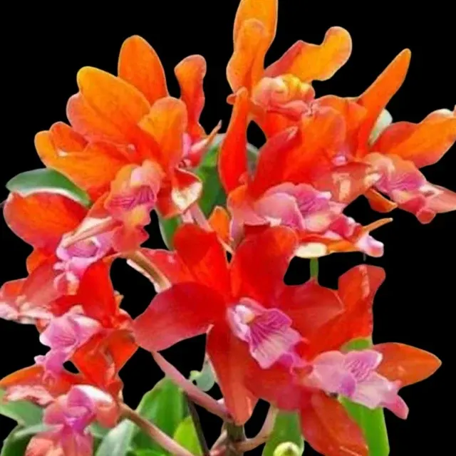 Cattleya Alliance: Rhyncatlaelia Taiwan Firecracker 'Popcorn' (Cattleya)