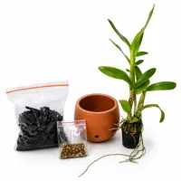 Beginner's Dendrobium Orchid Combo Kit