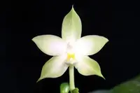 Phal. violacea var. alba (PS-VA) (Polychilos - Amboinenses - violacea )