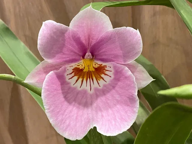 Miltoniopsis QF Amber