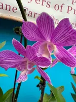 Dendrobium Moon Pearl orchid — Not Currently In Bloom or Spike