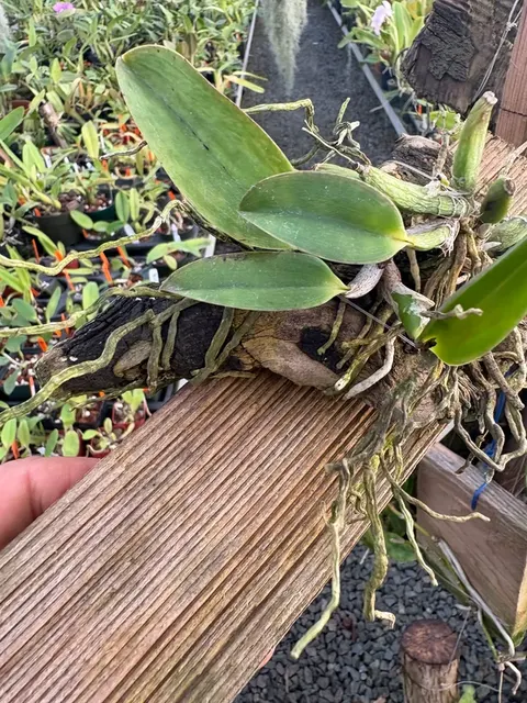 Laelia alaorii mounted (Laelia)