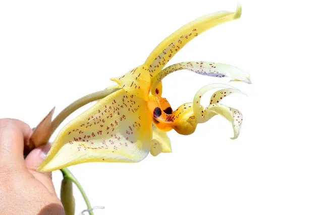 Stanhopea whittenii (Stanhopea)