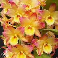[Bare-root] D.Oriental Smile "Fantasy" 金夢幻 [2.4 NBS][Aug in stock 26]