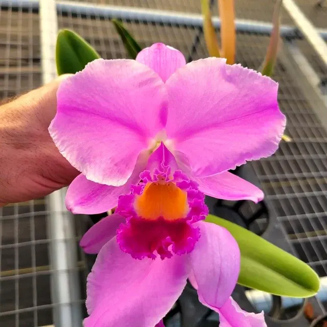 Cattleya trianae (Cattleya)
