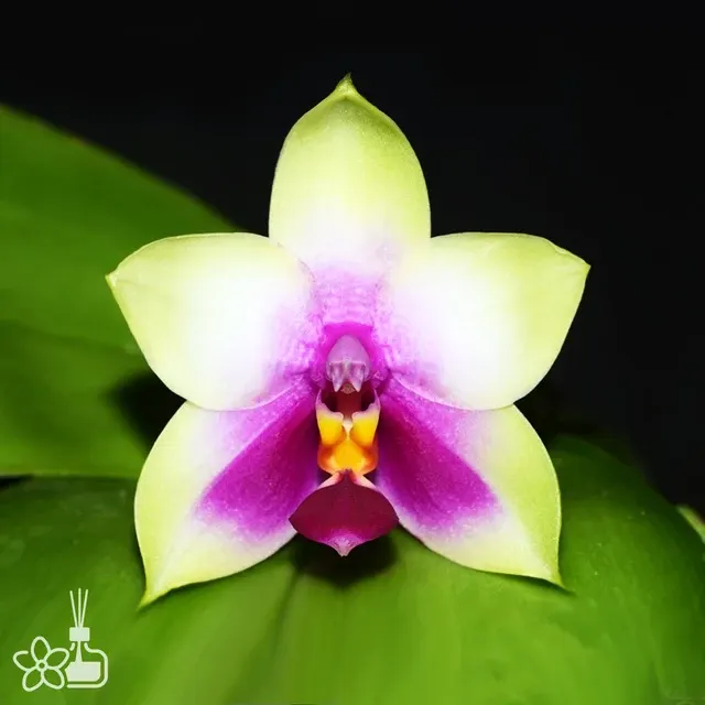 Phalaenopsis bellina × sib